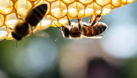 ГМ-бактерии спасут пчёл от разрушения семей