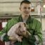 Россельхознадзор предлагает упорядочить применение антибиотиков в животноводстве