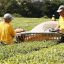 На восстановление чайных плантаций на Кубани выделят 15 млн рублей