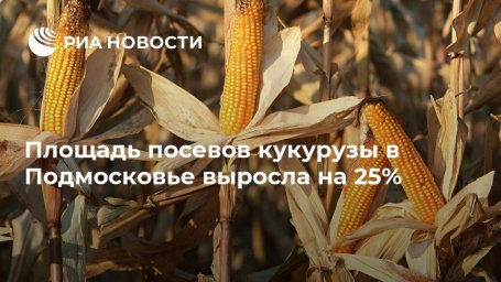 Площадь посевов кукурузы в Подмосковье выросла на 25%