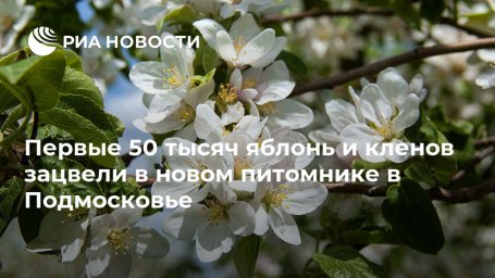 Первые 50 тысяч яблонь и кленов зацвели в новом питомнике в Подмосковье