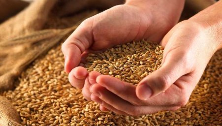 В 2019 году в России собрали 121,2 млн тонн зерновых в чистом весе