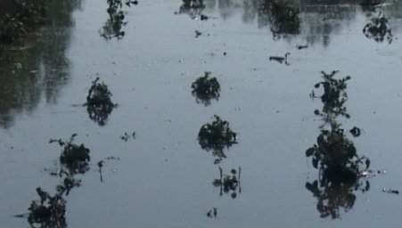 Жителям Прибайкалья компенсируют потерянный из-за наводнения урожай