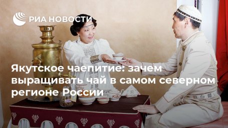 Якутское чаепитие: зачем выращивать чай в самом северном регионе России