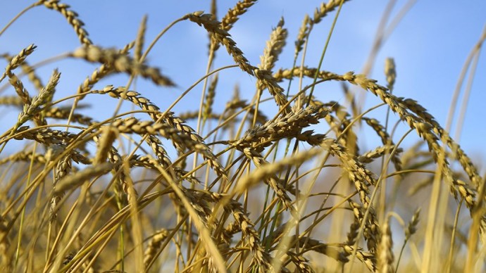 Минсельхоз призвал ужесточить контроль экспортируемого зерна