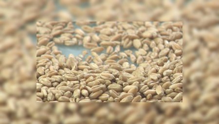 Экспериментальная пшеница из Котово ушла на производство итальянских макарон