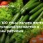 Свыше 100 тонн салата поставит подмосковное хозяйство в магазины региона